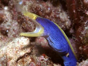 Unicornfish