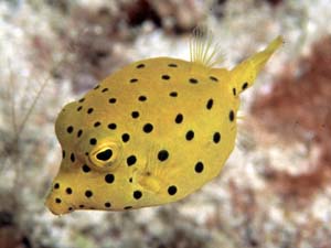 Bigeye