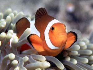 Clownfish - Amphiprion