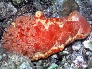 spanish Dancer