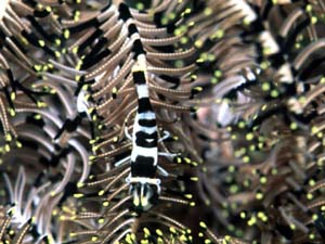Zebra Shrimp on a Crinoid
