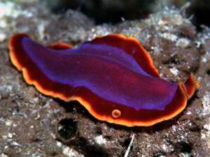 Flatworm