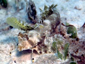 fingered Dragonet