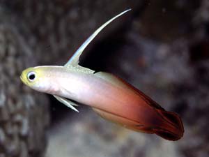 Firegoby