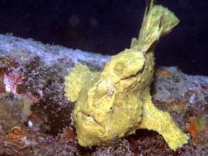 yellow Frogfish - shot at Seaventures Platform