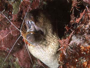 Morae with Cleaner shrimp