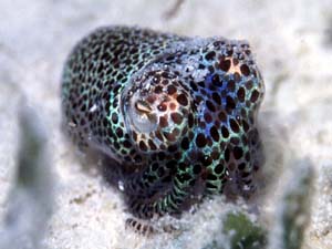 Boptail Squid - Shot on a Nightdive at Crocodile Avenue