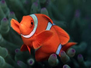 Clownfish
