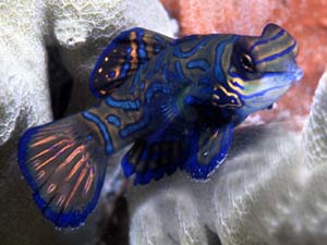 Mandarinfish shot at Mabul
