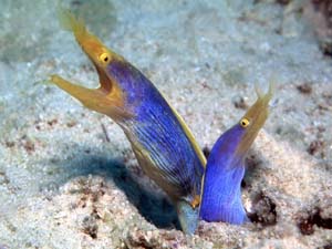 2 blueribbon Eels in one hole