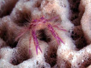 Pink Crab on a Sponge