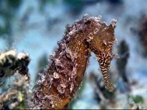 Seahorse