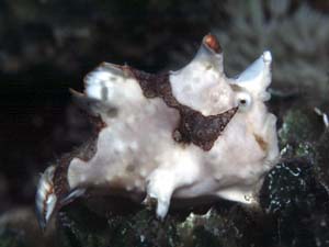 Clown Frogfish