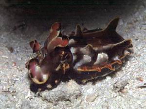 flamboyant Cuttlefish