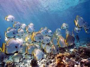 Boers Batfishes schooling in sipadan