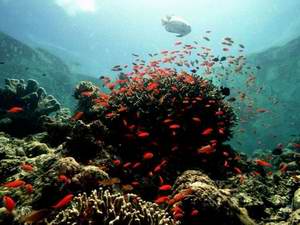 colourful reeflife in sipadan