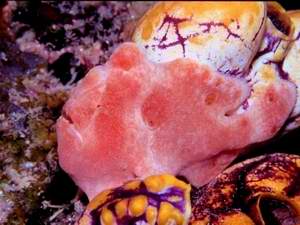 little red Frogfish
