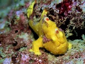 little yellow clown Frogfish