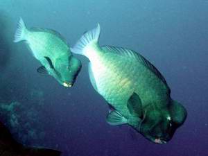 bumphead Parrots