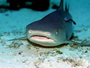  whitetip reefshark