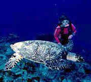 Christine and Turtle
