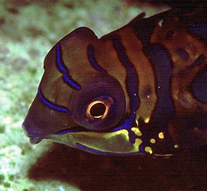 Mandarin Fish - shot at Batu Angus Lempeh Straits KBR