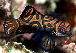 Mandarin Fish - shot at Batu Angus Lempeh Straits KBR