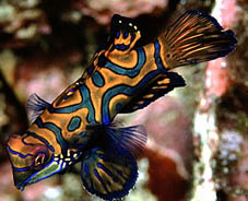 Mandarin Fish - shot at Batu Angus Lempeh Straits KBR