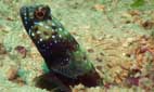 Metallic Goby