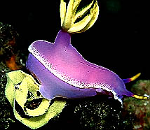 hypselodoris bullocki laying Eggs at Petting Zoo KBR