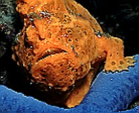 orange Frogfish on a blue Sea Star - shot at Petting Zoo KBR
