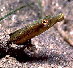 Pike Blenny