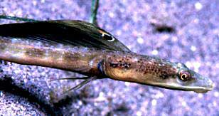 Pike Blenny