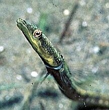 Pike Blenny