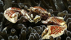 Porcellain Crab in an Anemone