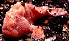 little pink Frog Fish shot at Hairball KBR