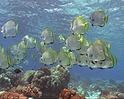 Boers Batfish - Fledermausfische