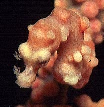 Yellow Pygmi Seahorse shot at Angels Window - F90X 105mm