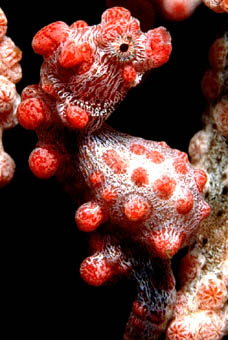 Pygmi Seahorse shot at Nudy Falls - Nikon F09X 105mm +2Diopter Lens