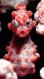 Pygmi Seahorse shot at Nudy Falls - Nikon F09X 105mm +2Diopter Lens