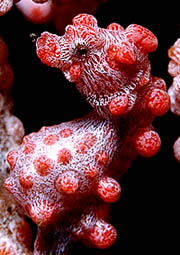 Pygmi Seahorse shot at Nudy Falls - Nikon F09X 105mm +2Diopter Lens