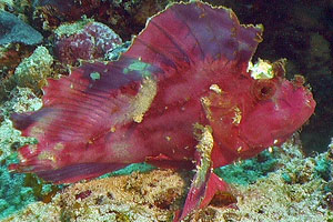 Leaf Scorpionfish