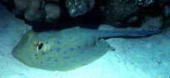 Blue spotted Stingray