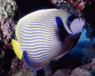 Emperor Angelfish