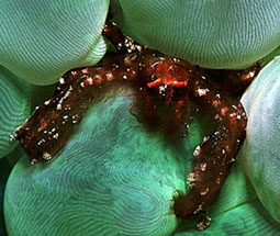 Rangetang Crab in a Bubblecoral - shot in Lempeh Straits KBR