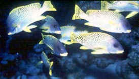 Sweetlips