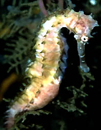 Seahorse shot at Petting Zoo (Police Pier) F90x 105mm
