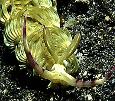 Head of a Glaucida Nudibranch