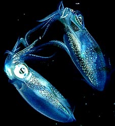 Little Squids - Nightdive at MUREX Resort F90x 105mm