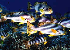 Sweetlips